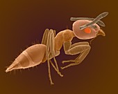 Big-headed ant worker, SEM