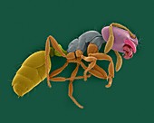 Red imported fire ant, SEM