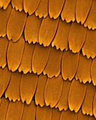 Monarch butterfly wing scales, SEM