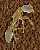 Wasp-like ant, SEM