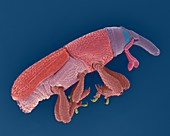 Rice weevil, SEM