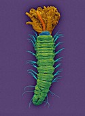 Micro-polychaete worm (Augeneriella dubia), SEM