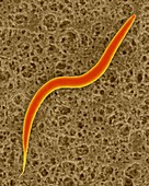 Soil nematode (Caenorhabditis elegans), SEM