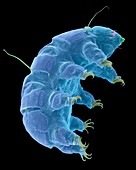 Tardigrade (Echiniscus sp.), SEM