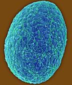 Box jellyfish larva stage (Carybdea alata), SEM