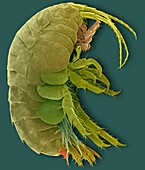 Freshwater amphipod crustacean (Gammarus sp.), SEM