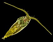Salt water copepod (Actitius sp.), SEM
