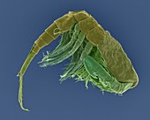 Freshwater copepod (Diacyclops thomasi), SEM