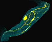 Lobster stomatogastric ganglion neuron, LM