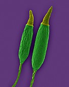 Moss spore capsule with operculum, SEM
