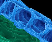 Plant epidermis cellulose cell walls, SEM