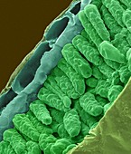 Gardenia leaf cross section (Gardenia sp.), SEM