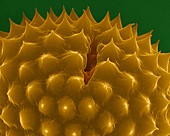 Ragweed (Ambrosia psilostachya) pollen, SEM
