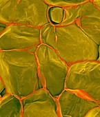 Apple parenchyma cells (Malus domestica), SEM