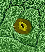 Meristem differentiating into an epidermal cell., SEM