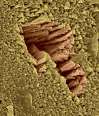 Emu eggshell surface, SEM