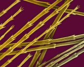 Goose down feather barbules and tips, SEM