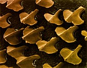 Dogfish (shark) skin with denticles, SEM