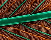 Hummingbird feather shaft, barbs and barbules, SEM