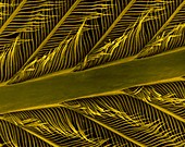 Parrot feather rachis, barbs and barbules, SEM