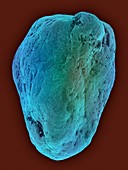 Micrometeorite, SEM