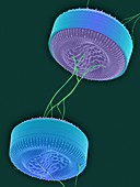 Cyclotella marine diatom, SEM