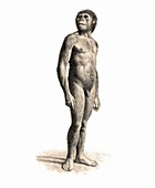 Australopithecus afarensis male