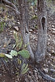 Alligator juniper (Juniperus deppeana)