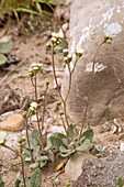 Naked turtleback (Psathyrotes scaposa)