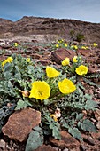 Desert evening primrose (Oenothera primiveris)