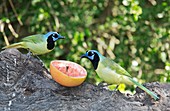 Green jays feeding on grapefruit