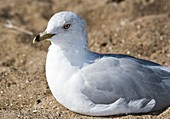 Ring-billed gull