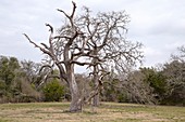 Oak (Quercus fusiformis) killed by oak wilt