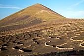 Vineyard in lava rock dugouts, Canary Islands