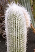 Old man cactus (Cephalocereus senilis)
