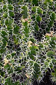 Succulent spiny spurge (Euphorbia grandicornis)