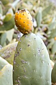 Prickly pear (Opuntia ficus-indica)