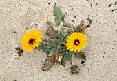 False sowthistle (Reichardia tingitana)