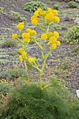 Lanzarote giant fennel (Ferula lancerottensis)