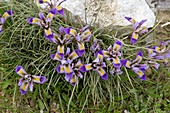 Cretan iris (Iris unguicularis ssp. Cretensis)