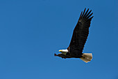 Bald eagle in flight