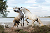 Camargue horses, France