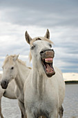 Camargue horses, France