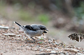 Great grey shrike feeding