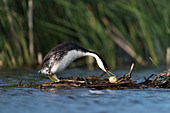 Western grebe with egg