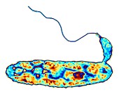 Bacteria (Bdellovibrio bacteriovorus)