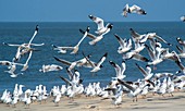 Brown-headed gulls on a beach