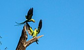 Ring-necked parakeets displaying