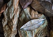 Spirama vespertilio moth camouflaged against dead leaves