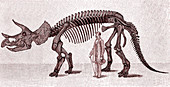 Triceratops dinosaur, 19th C illustration